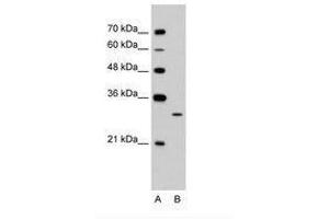 Image no. 2 for anti-EGF-Like-Domain, Multiple 8 (EGFL8) (C-Term) antibody (ABIN203442) (EGFL8 antibody  (C-Term))