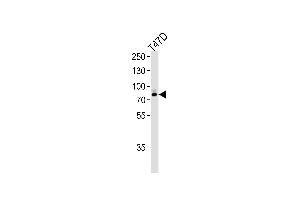 Western blot analysis of lysate from T47D cell line,using EXT2 Antibody (Center) (ABIN653350 and ABIN2842830). (EXT2 antibody  (AA 182-209))