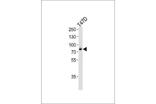 EXT2 antibody  (AA 182-209)
