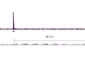 LXR-a antibody (pAb) tested by ChIP-chip. (LXR-alpha (N-Term) antibody)