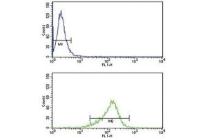 IL-12 antibody flow cytometry analysis of MDA-MB231 cells (green) compared to a negative control (blue). (IL12 antibody  (AA 168-195))