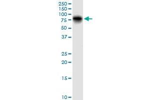 LGALS3BP MaxPab polyclonal antibody. (LGALS3BP antibody  (AA 1-585))