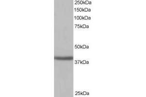 ABIN185191 (1µg/ml) staining of Human Kidney lysate (35µg protein in RIPA buffer). (SIRT4 antibody  (C-Term))