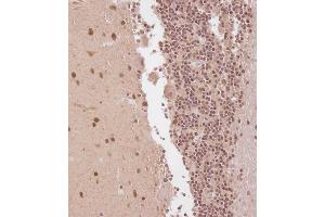 Immunohistochemical analysis of C on paraffin-embedded Human cerebellum tissue. (ELAVL2 antibody  (AA 156-184))