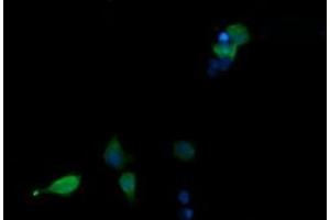 Image no. 4 for anti-Mitogen-Activated Protein Kinase 13 (MAPK13) antibody (ABIN1499952) (MAPK13 antibody)