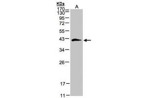 WB Image Sample(30 ug whole cell lysate) A:293T 12% SDS PAGE antibody diluted at 1:500
