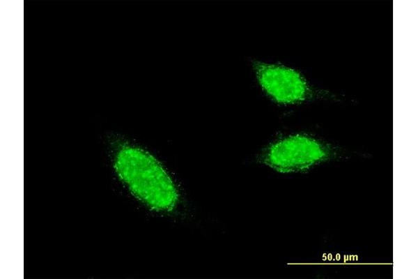 BLID antibody  (AA 2-108)