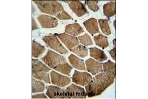 MOCS1 antibody (C-term) (ABIN654212 and ABIN2844052) immunohistochemistry analysis in formalin fixed and paraffin embedded human skeletal muscle followed by peroxidase conjugation of the secondary antibody and DAB staining. (MOCS1 antibody  (C-Term))