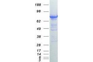 Validation with Western Blot (POR Protein (Myc-DYKDDDDK Tag))