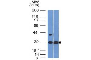 Western Blot of human Heart and HepG2 cell lysate using Erythropoietin Mouse Monoclonal Antibody (EPO/1368).