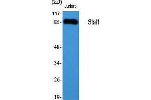 Western Blotting (WB) image for anti-Signal Transducer and Activator of Transcription 1, 91kDa (STAT1) (Internal Region) antibody (ABIN3177538) (STAT1 antibody  (Internal Region))