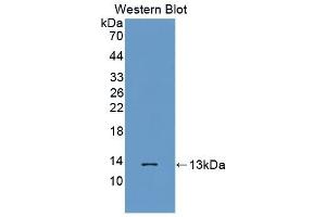 Detection of Recombinant MTNR1A, Human using Polyclonal Antibody to Melatonin Receptor 1A (MTNR1A) (Melatonin Receptor 1A antibody  (AA 296-350))