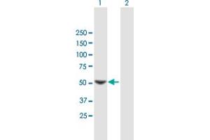 Western Blot analysis of SC65 expression in transfected 293T cell line by SC65 MaxPab polyclonal antibody. (Leprecan-Like 4 antibody  (AA 1-437))