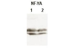 CHO-7 cells were cultured in the absence (1) or presence (2) of cholesterol. (NFYA antibody  (N-Term))