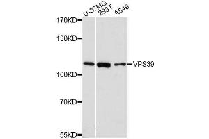 Western blot analysis of extracts of various cell lines, using VPS39 antibody. (VPS39 antibody  (AA 606-875))