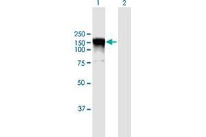 Western Blot analysis of RALGDS expression in transfected 293T cell line by RALGDS MaxPab polyclonal antibody. (RALGDS antibody  (AA 1-902))