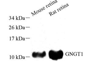 Western blot analysis of GBG1 (ABIN7073994) at dilution of 1: 500 (GNGT1 antibody)