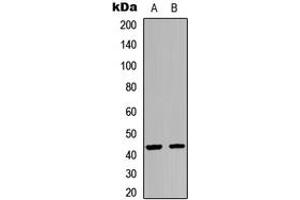 Western blot analysis of GPR54 expression in HEK293T (A), A549 (B) whole cell lysates.