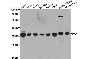Western blot analysis of extracts of various cell lines, using HAX1 antibody (ABIN5973233) at 1/1000 dilution. (HAX1 antibody)