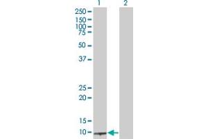 Western Blot analysis of BLID expression in transfected 293T cell line by BLID MaxPab polyclonal antibody. (BLID antibody  (AA 1-108))