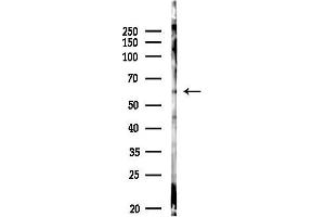 anti-Cysteine-Rich Secretory Protein LCCL Domain Containing 2 (CRISPLD2) antibody
