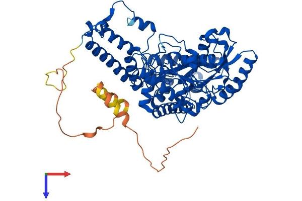 GAD65 Protein (AA 1-585) (His tag)