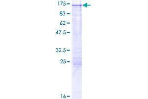 Testis Expressed 10 (TEX10) (AA 1-929) protein (GST tag)