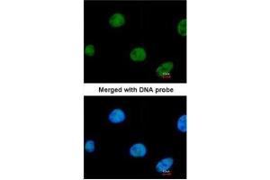 ICC/IF Image Immunofluorescence analysis of paraformaldehyde-fixed HeLa, using ZNF211, antibody at 1:200 dilution. (ZNF211 antibody)