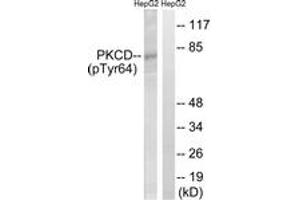 Western blot analysis of extracts from HepG2 cells treated with PMA 125ng/ml 30', using PKCD (Phospho-Tyr64) Antibody. (PKC delta antibody  (pTyr64))
