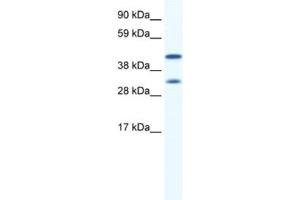Western Blotting (WB) image for anti-Gap Junction Protein, alpha 1, 43kDa (GJA1) antibody (ABIN2461382) (Connexin 43/GJA1 antibody)