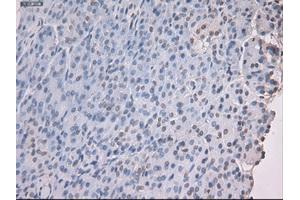 Immunohistochemical staining of paraffin-embedded kidney using anti-Nog (ABIN2452676) mouse monoclonal antibody.
