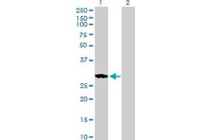 Western Blot analysis of RASL11B expression in transfected 293T cell line by RASL11B MaxPab polyclonal antibody. (RASL11B antibody  (AA 1-248))