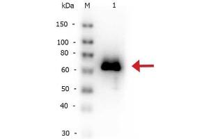 Western Blot of Rabbit anti-Glucose Oxidase antibody Biotin Conjugated. (Glucose Oxidase antibody  (Biotin))