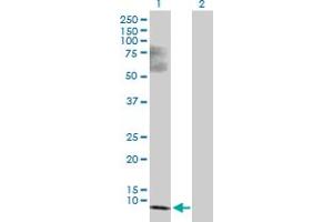 SS18L2 antibody  (AA 1-77)