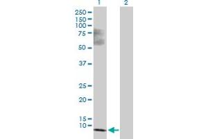 Western Blot analysis of SS18L2 expression in transfected 293T cell line by SS18L2 MaxPab polyclonal antibody. (SS18L2 antibody  (AA 1-77))