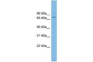WB Suggested Anti-ZNF816A Antibody Titration: 0. (Zinc Finger Protein 816A (ZNF816A) (N-Term) antibody)