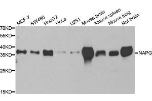 Western blot analysis of extracts of various cell lines, using NAPG antibody. (NAPG antibody  (AA 1-312))