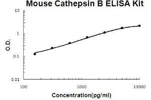 Mouse Cathepsin B PicoKine ELISA Kit standard curve (Cathepsin B ELISA Kit)
