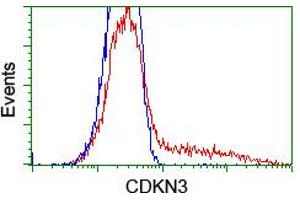 HEK293T cells transfected with either RC213080 overexpress plasmid (Red) or empty vector control plasmid (Blue) were immunostained by anti-CDKN3 antibody (ABIN2455054), and then analyzed by flow cytometry. (CDKN3 antibody)