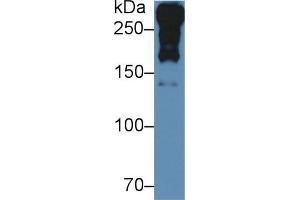 Rabbit Detection antibody from the kit in WB with Positive Control: Sample Rat Serum. (Laminin alpha 1 ELISA Kit)