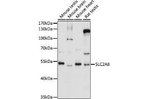 Western blot analysis of extracts of various cell lines, using SLC2 antibody (ABIN7270412) at 1:1000 dilution. (SLC2A8 antibody  (AA 200-260))