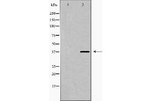 Western blot analysis of hnRPD (Phospho-Ser83) expression in 293 cell extract. (HNRNPD/AUF1 antibody  (pSer83))