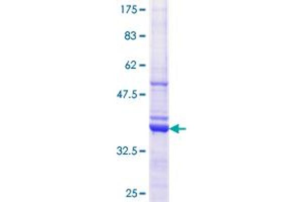 EIF3I Protein (AA 226-325) (GST tag)