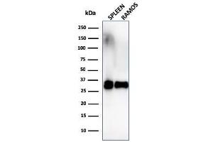 Western Blot Analysis of Ramos cells and human spleen tissue lysate using HLA-DR Monoclonal Antibody (SPM289). (HLA-DR antibody)