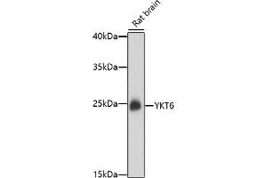 Western blot analysis of extracts of rat brain, using YKT6 antibody (ABIN7271423) at 1:1000 dilution.