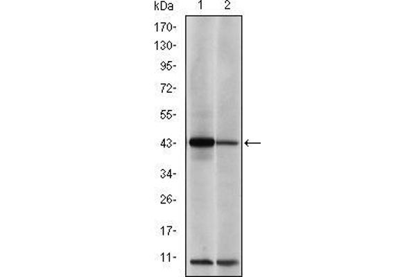 C-JUN antibody