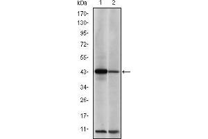 Western blot analysis using c-Jun mouse mAb against NIH/3T3 (1) and Cos7 (2) cell lysate.