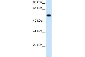 BHMT antibody used at 1. (BHMT antibody  (C-Term))