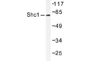 Image no. 2 for anti-SHC (Src Homology 2 Domain Containing) Transforming Protein 1 (SHC1) antibody (ABIN271910)