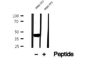 Western blot analysis of extracts of NIH/3T3 cells, using OXA1L antibody.